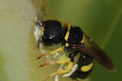 Ectemnius hypsae